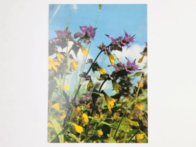 Лот: 23297368. Фото: 1. Иван-да-Марья. Открытка. 1995-2000. Открытки, конверты