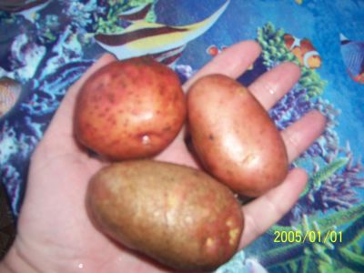Лот: 5352213. Фото: 1. Картофель для посадки. Овощи