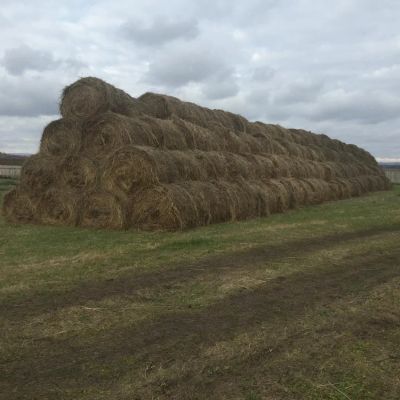 Лот: 6303790. Фото: 1. Сено в рулонах 300-350 кг, с доставкой. Корма