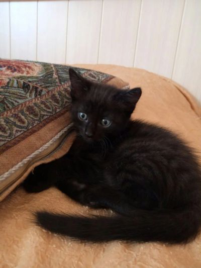Лот: 12479242. Фото: 1. Отдам котенка в добрые руки. Кошки, котята