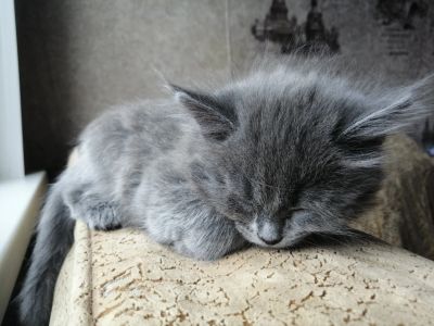 Лот: 15673257. Фото: 1. Серый котенок. Кошки, котята