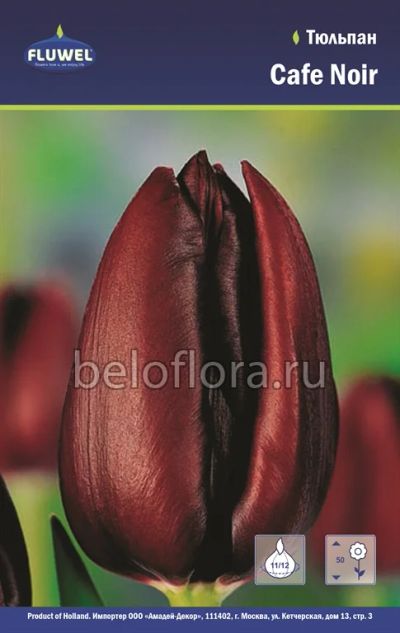 Лот: 6187834. Фото: 1. Тюльпан Cafe Noir. Луковица. Другое (семена, рассада, садовые растения)