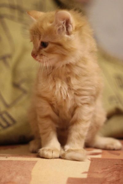 Лот: 10778105. Фото: 1. Котята в хорошие руки. Кошки, котята