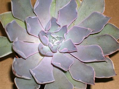 Лот: 6134704. Фото: 1. Эхеверия Echeveria-shaviana_X... Горшечные растения и комнатные цветы