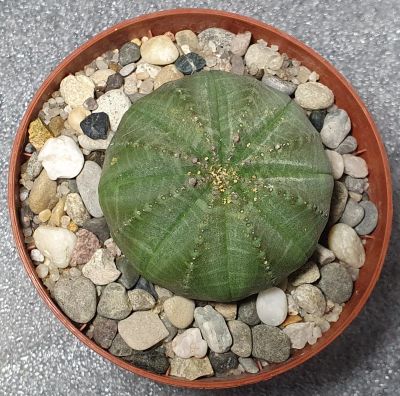 Лот: 18216536. Фото: 1. Молочай Тучный - (Euphorbia obesa... Горшечные растения и комнатные цветы