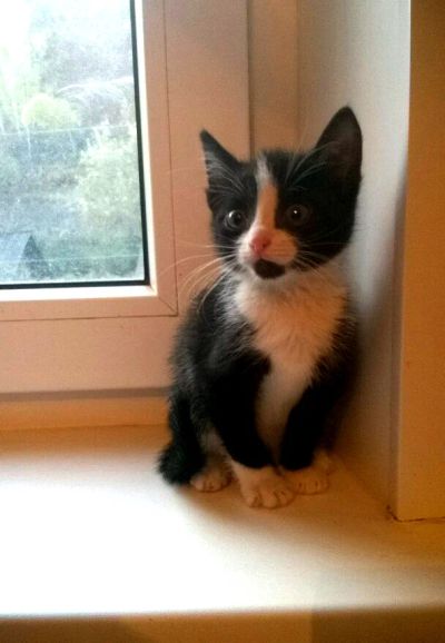 Лот: 8314832. Фото: 1. Отдам очаровательного котенка-мальчика... Кошки, котята