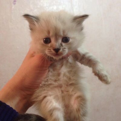 Лот: 8839026. Фото: 1. котята сиамские. Кошки, котята