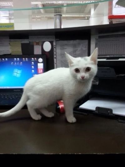 Лот: 3972834. Фото: 1. Котенок девочка в добрые руки. Кошки, котята