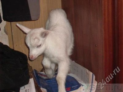 Лот: 271495. Фото: 1. Козочки зоанинский. Остальные животные