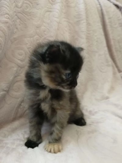 Лот: 12476974. Фото: 1. Котята. Кошки, котята