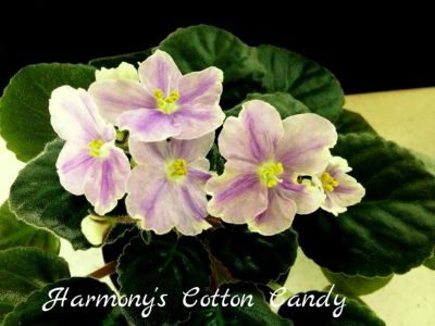 Лот: 8433783. Фото: 1. Фиалка сортовая Harmony's Cotton... Горшечные растения и комнатные цветы