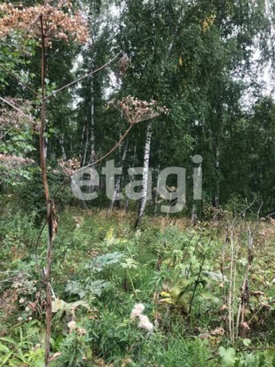 Лот: 25294822. Фото: 1. участок , ДНТ Чёрная Сопка ДНТ... Земельные участки