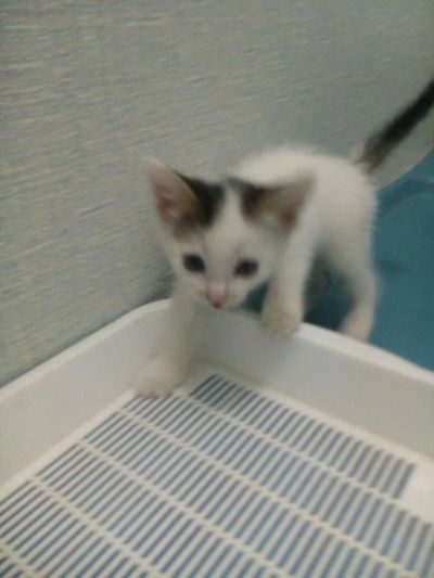 Лот: 10374011. Фото: 1. Отдадим котят в добрые руки. Кошки, котята