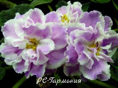 Лот: 5423430. Фото: 1. Фиалка сортовая РС-Гармония-лист. Горшечные растения и комнатные цветы