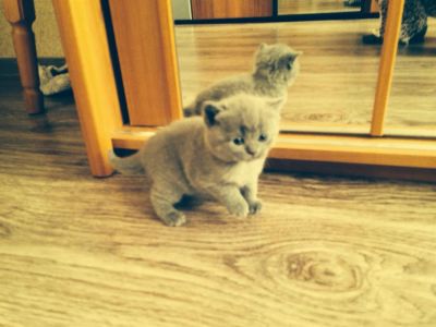 Лот: 3910805. Фото: 1. Котята. Кошки, котята