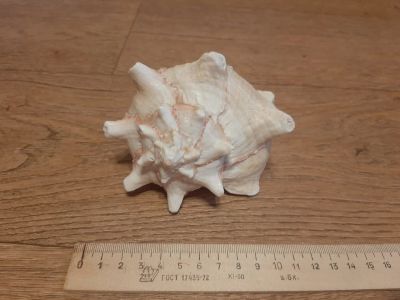 Лот: 16898708. Фото: 1. Морская ракушка раковина 12... Аксессуары