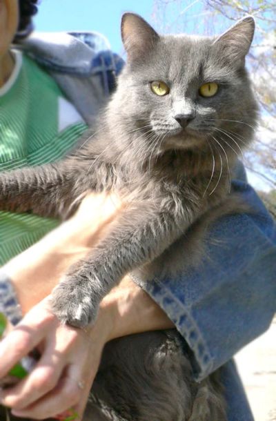 Лот: 7645919. Фото: 1. Дымчатый пушистый котик в хорошие... Кошки, котята
