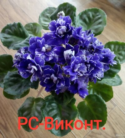 Лот: 14303071. Фото: 1. Фиалка РС-Виконт - лист. Горшечные растения и комнатные цветы