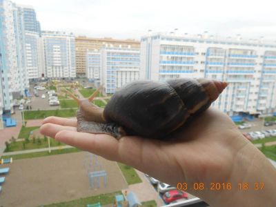 Лот: 8591112. Фото: 1. Улитки Ахатины. Остальные животные