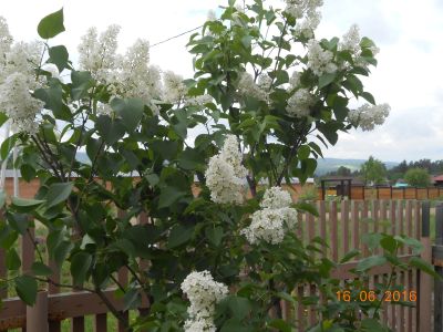 Лот: 11415583. Фото: 1. Сирень (белая) куст высотой 0... Декоративные кустарники и деревья