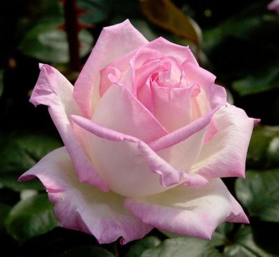 Лот: 7339884. Фото: 1. Роза садовая Принцесса де Монако. Садовые цветы