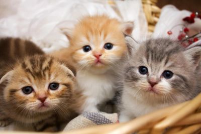 Лот: 5421850. Фото: 1. Шотландцы с документами шоу класса. Кошки, котята