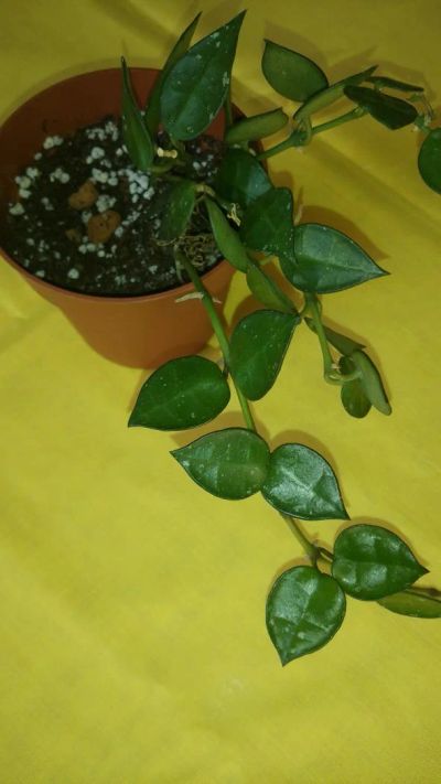 Лот: 7232735. Фото: 1. хойя (Hoya lacunosa). Горшечные растения и комнатные цветы
