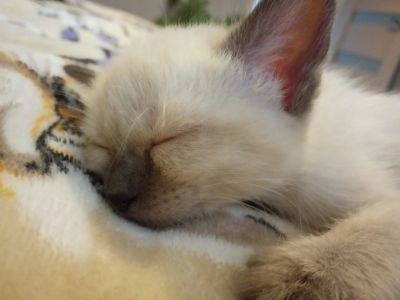 Лот: 15279856. Фото: 1. Тайский Котенок (девочка). Кошки, котята
