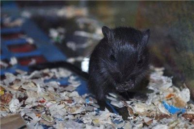 Лот: 524556. Фото: 1. Малыши песчанок. Остальные животные