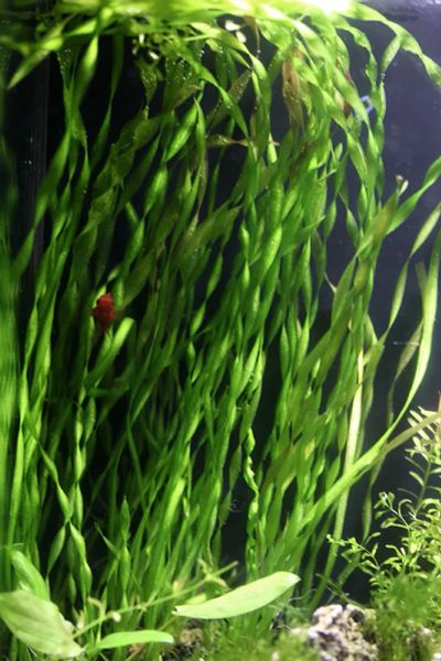 Лот: 6214887. Фото: 1. Валлиснерия спиральная, 10 кустиков... Водные растения