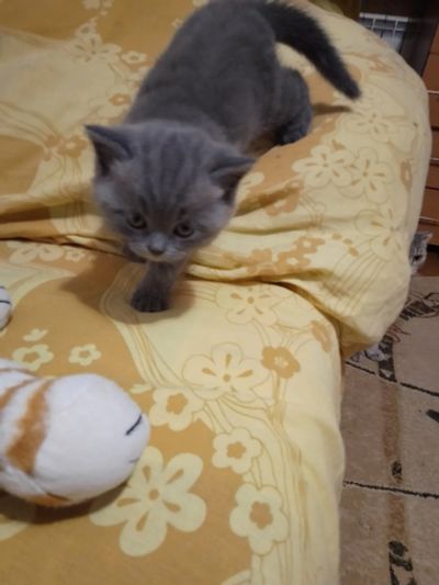Лот: 20210817. Фото: 1. Котенок. Кошки, котята