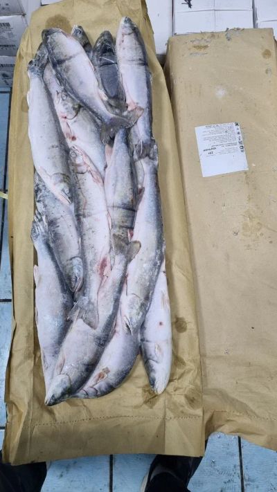Лот: 20766416. Фото: 1. Голец н/р с/м. Икра, рыба, морепродукты