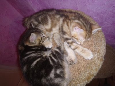 Лот: 11176024. Фото: 1. Курильский бобтейл котёнок. Кошки, котята