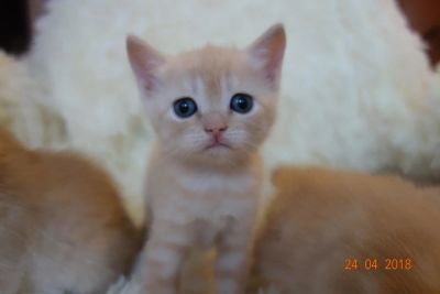 Лот: 11460397. Фото: 1. Шотландский котенок. Кошки, котята