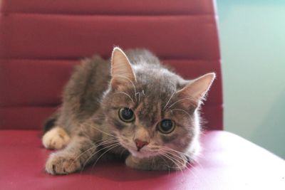 Лот: 8316699. Фото: 1. очень хороший котик. Кошки, котята