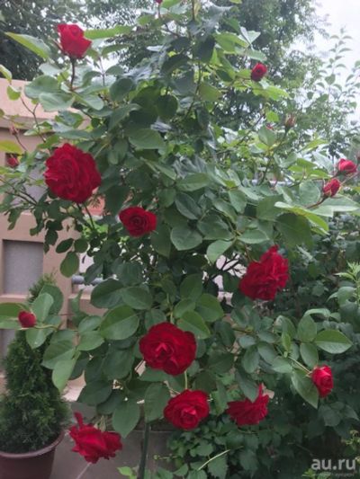 Лот: 17489681. Фото: 1. Роза штамбовая. Садовые цветы
