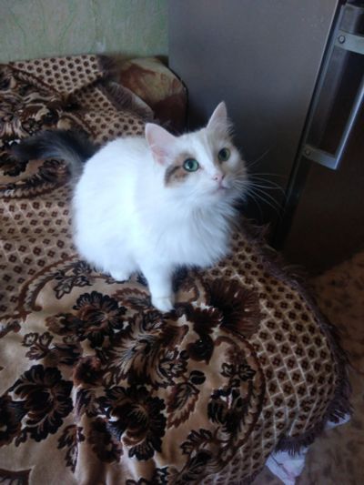 Лот: 20555354. Фото: 1. Молодая стерильная кошка в добрые... Кошки, котята
