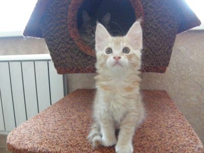 Лот: 7079396. Фото: 1. котята. Кошки, котята