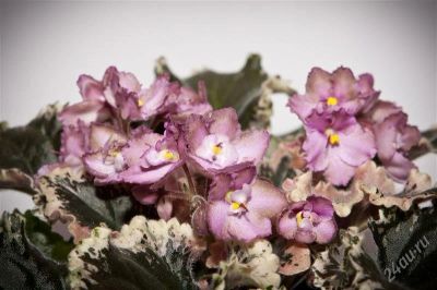 Лот: 2098178. Фото: 1. Фиалка Wild Irish Rose(Sorano). Горшечные растения и комнатные цветы