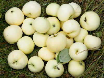 Лот: 8047843. Фото: 1. Яблоки белый налив. Обмен. Овощи, фрукты, зелень