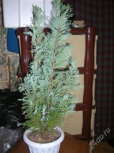 Лот: 2114543. Фото: 1. Кипарис. Горшечные растения и комнатные цветы