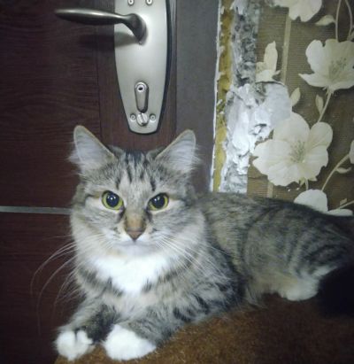 Лот: 17081663. Фото: 1. Отдам сибирскую кошку. Срочно. Кошки, котята