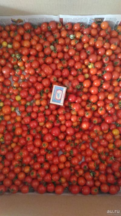 Лот: 9575331. Фото: 1. Рассада помидор (томатов) сорт... Овощи