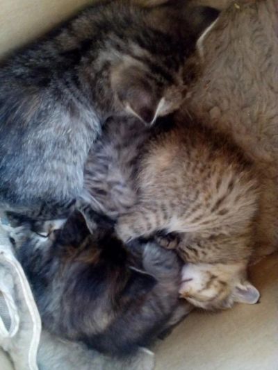 Лот: 10163578. Фото: 1. Милые Котята. Кошки, котята