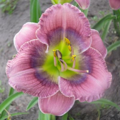 Лот: 12703769. Фото: 1. Лилейник Силоам нью той. Садовые цветы