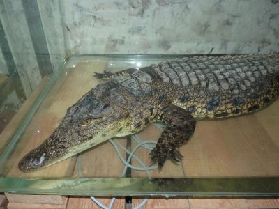 Лот: 4005969. Фото: 1. Нильский крокодил. Остальные животные