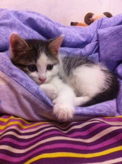 Лот: 4868757. Фото: 1. Отдам котенка. Кошки, котята