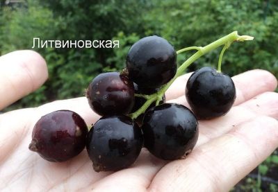 Лот: 13136033. Фото: 1. Смородина Литвиновская. Ягоды