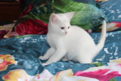 Лот: 3189662. Фото: 1. Шотландский прямоухий мальчик. Кошки, котята