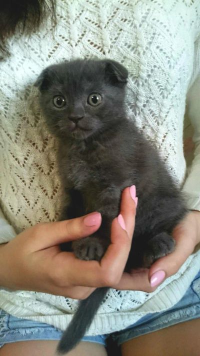 Лот: 6996627. Фото: 1. Шотландская вислоухая / Scottish... Кошки, котята